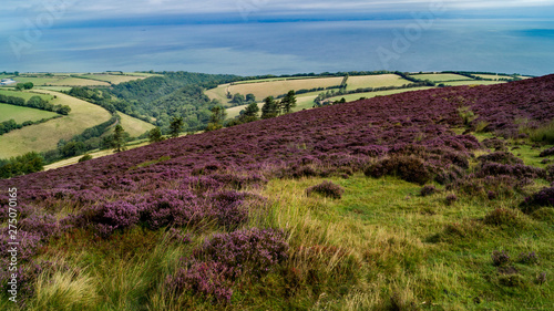 The beauty of the natural landscape and heather on Exmoor, Devon, in trhe UK  photo