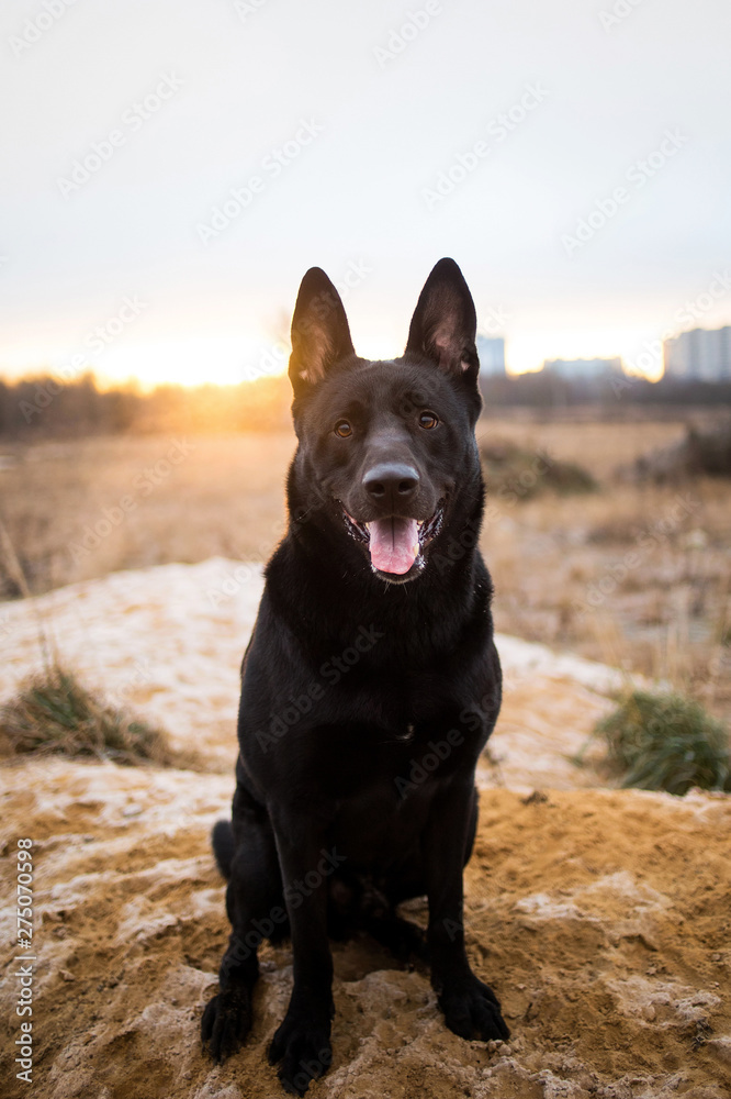 Portrait of cute mixed breed black dog walking on autumn meadow.