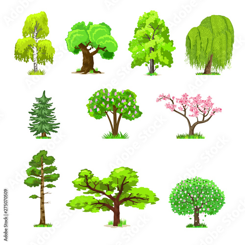 Deciduous trees in four seasons - spring  summer  autumn  winter. Nature and ecology. Natural object for landscape design or park. Cartoon style. Green trees illustration Isolated on white background.