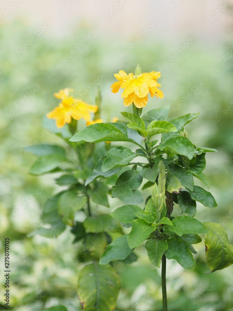 Fototapeta premium yellow flower in beautiful blurred nature