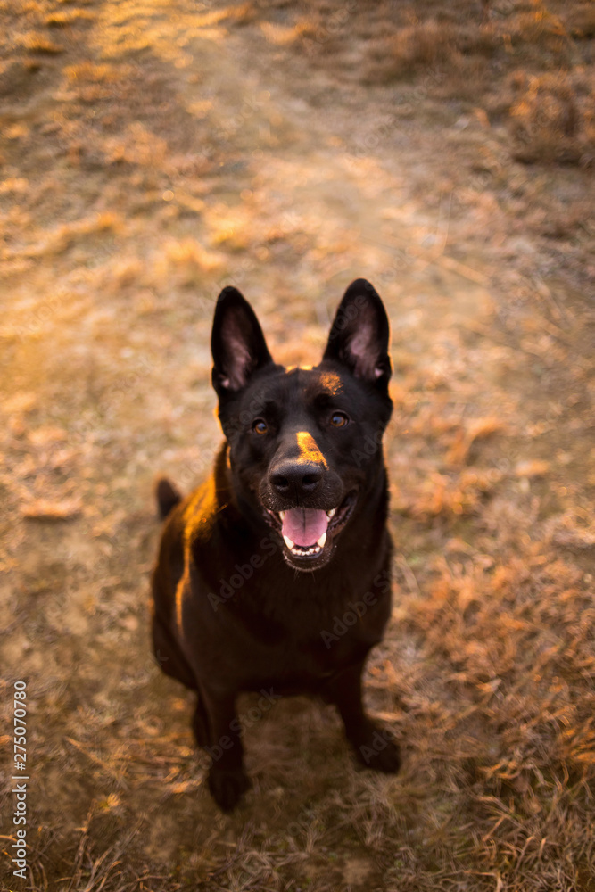 Portrait of cute mixed breed black dog walking on autumn meadow. Portrait of cute mixed breed black dog walking on autumn meadow.