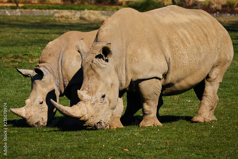 Obraz premium Rhinoceros in pair 