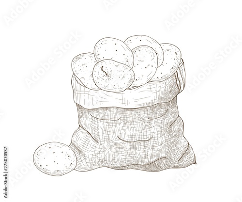 Monochrome drawing of potato tubers in burlap bag. Harvested tuberous food crops. Natural organic vegetables isolated on white background. Hand drawn vector illustration in elegant vintage style.