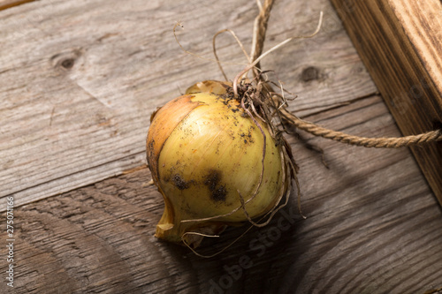 Fresh onion in a burned rustic texture box for background. Rough weathered wooden board