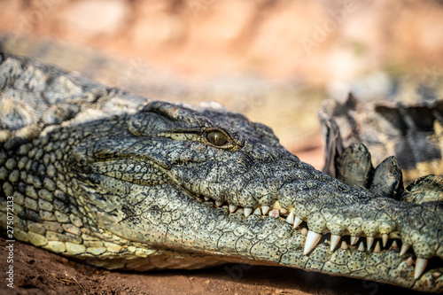 Crocodile in the sun