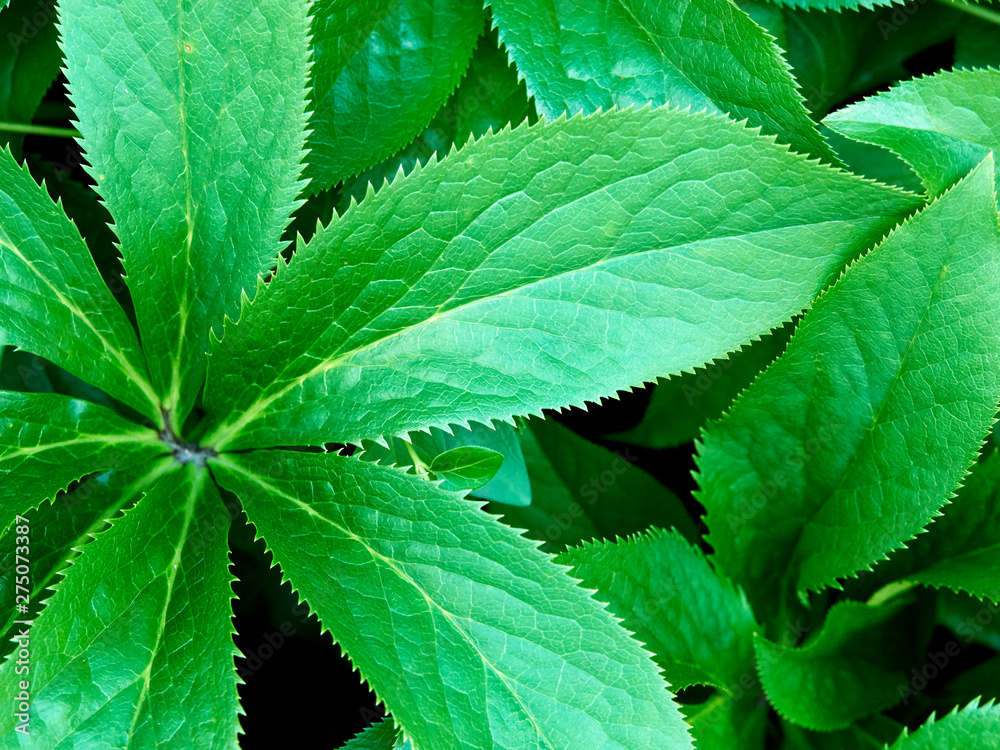 生け垣 目隠しに使われる観葉植物の葉 アップ 生け垣 目隠しに使われる観葉植物の葉 アップ