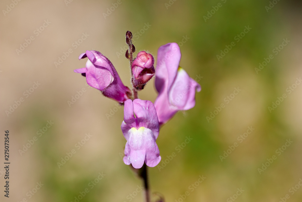 Fototapeta premium Polygalaceae