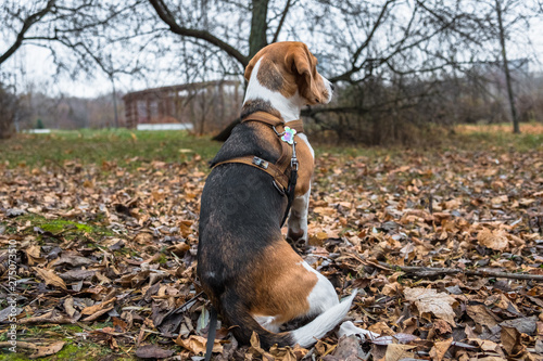 Fototapeta Naklejka Na Ścianę i Meble -  A smart beagle puppy on a walk in the city Park. Tricolor Beagle puppy is watching a peaceful autumn landscape.