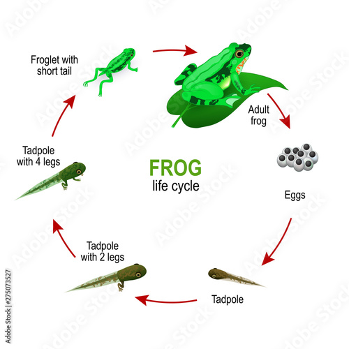 frog life cycle from eggs and Tadpoles to Froglet with short tail and adult Amphibia