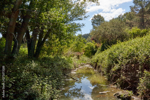 River Crossing green Forest