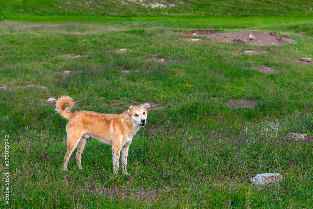 Angry shepherd dogs on meadow
