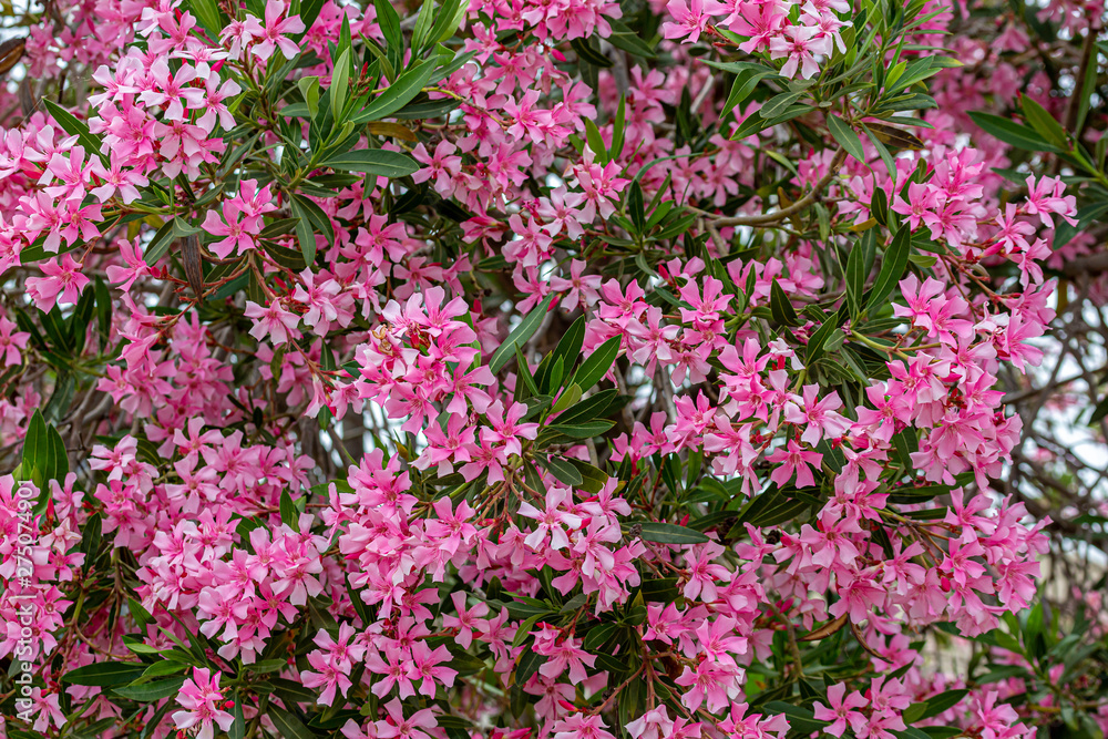 Pink Blooms in Israel