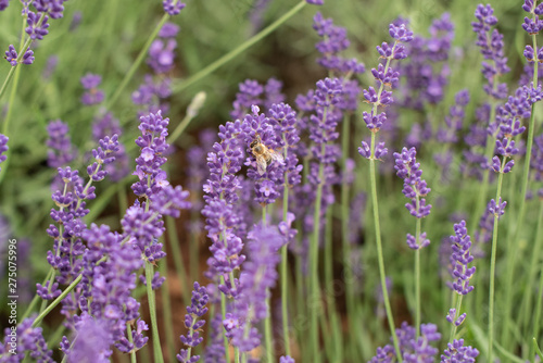 Einzelne Biene auf Lavendelbl  te von vorne close up