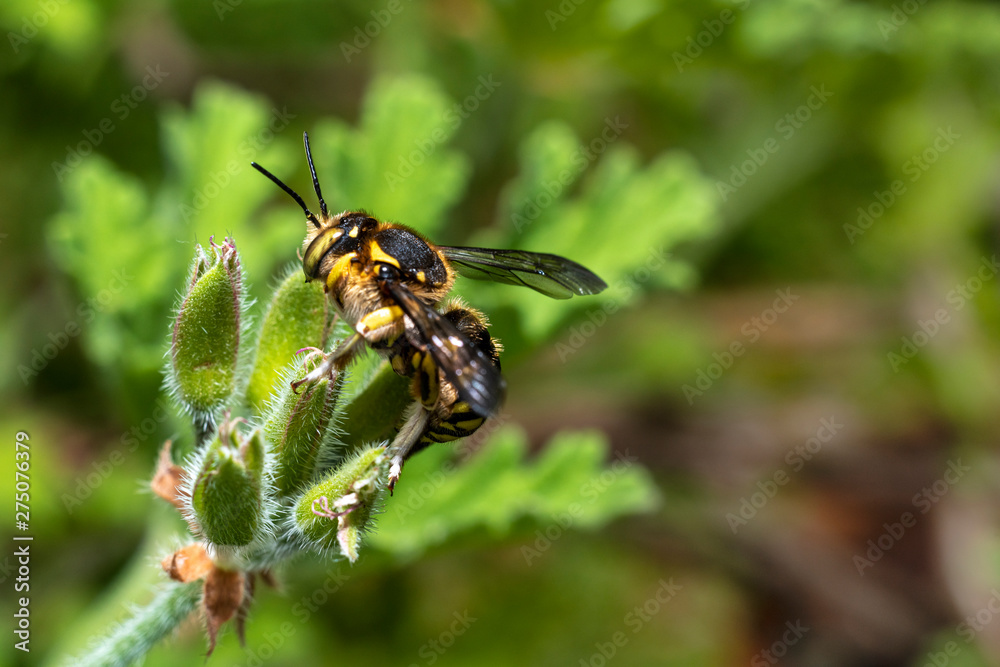 Bumblebee on a Pelargonium leaf, close up