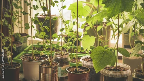 A kitchen-garden with organic, homegrown young vegetables plants of cucumber, snow peas and pepper growing in different reused potts on kitchen countertop in front of window