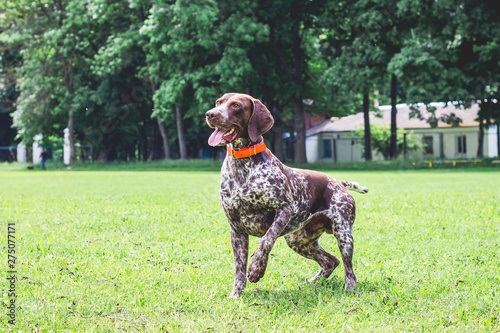 German shorthaired dog is running on the lawn grass in the park_