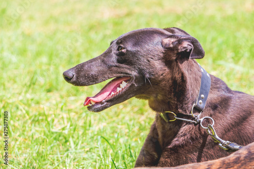 Portrait of dog breeds greyhound in profile on the background green herb_