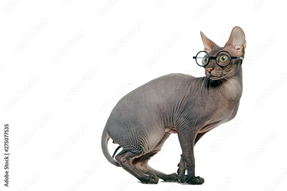 cat sphinx in glasses white background isolate
