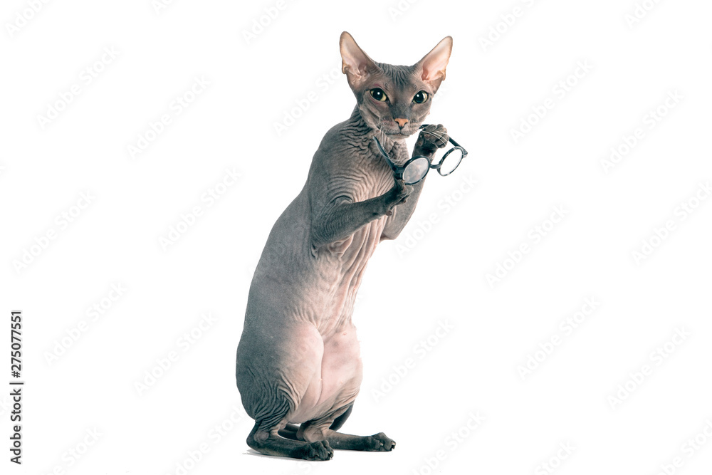 cat sphinx in glasses white background isolate