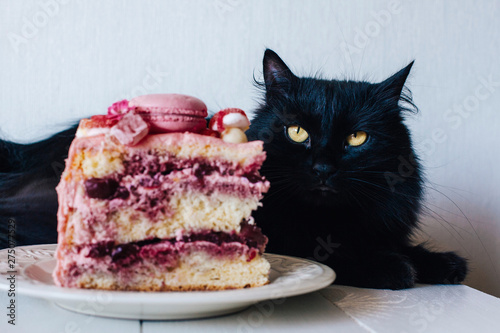 Black cat by piece of pink cake. Decoration from sweets, macarons, marshmallows, white chocolate. Sweet birthday present. For girl.