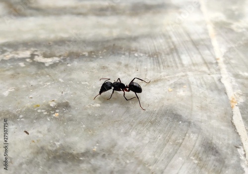 ant on a background