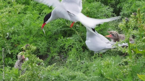 Arctic Tern (Sterna Paradisaea) Parent feeding a chick photo