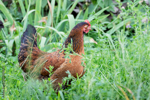 Brown chicken among the thick grass garden on the farm_