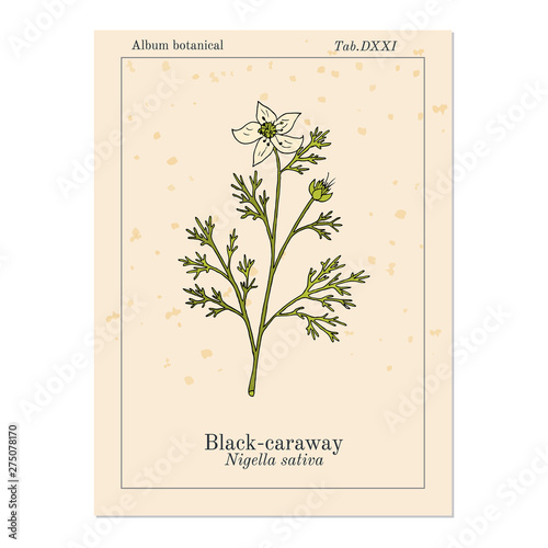 Black caraway, Nigella sativa, medicinal plant