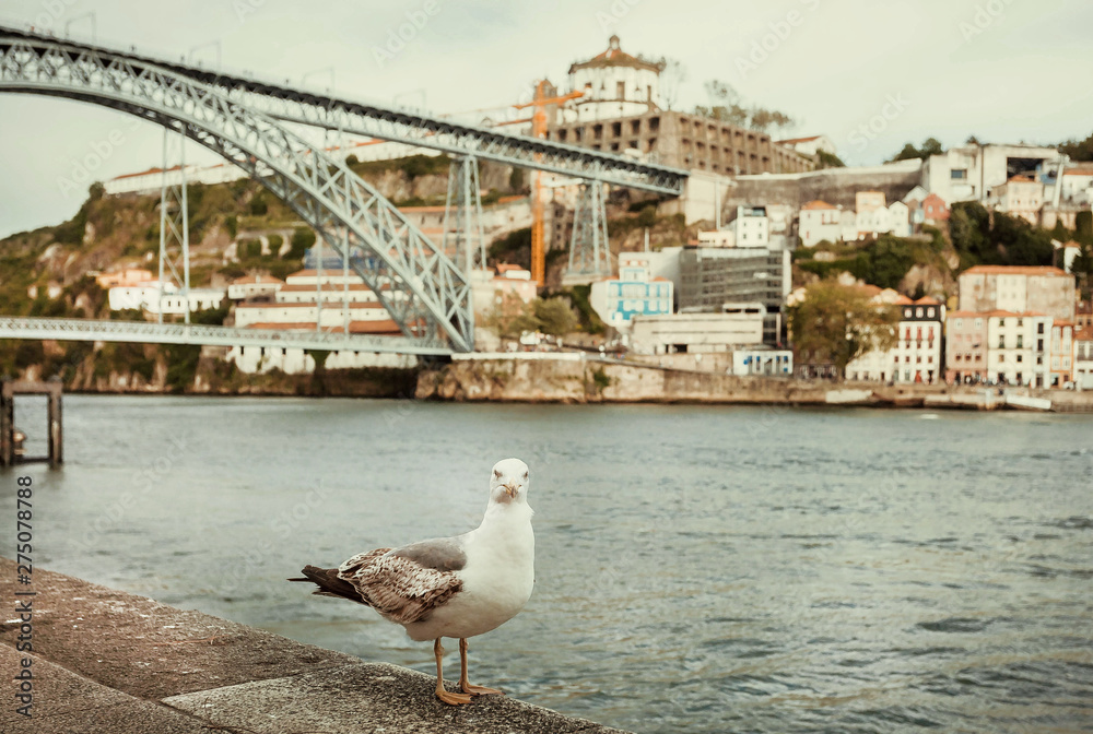 Old city Porto with Douro river, and seagull bird, like symbol of this area in Portugal Old city Porto with Douro river, and seagull bird, like symbol of this area in Portugal