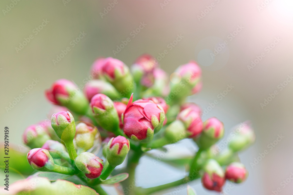 Beautiful red flowers in nature background
