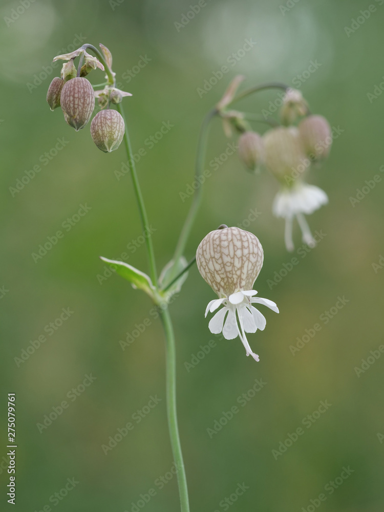 Taubenkropf-Leimkraut, Silene vulgaris, Blütenstand mit unscharfem Hintergrund Taubenkropf-Leimkraut, Silene vulgaris, Blütenstand mit unscharfem Hintergrund
