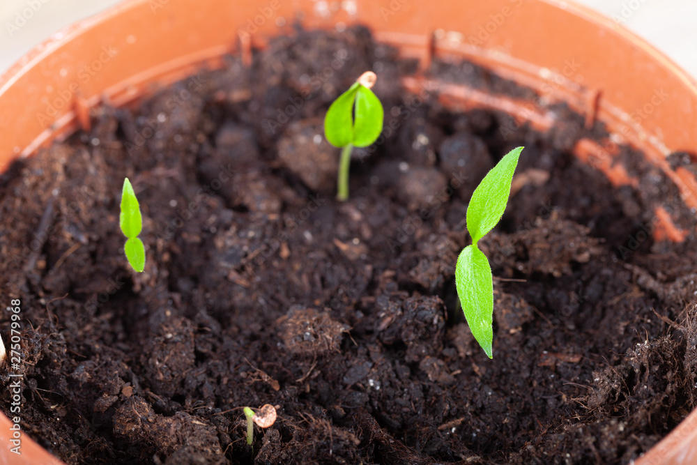The seedling grows in the ground and prepares for transplanting to open ground. Selective focus The seedling grows in the ground and prepares for transplanting to open ground. Selective focus