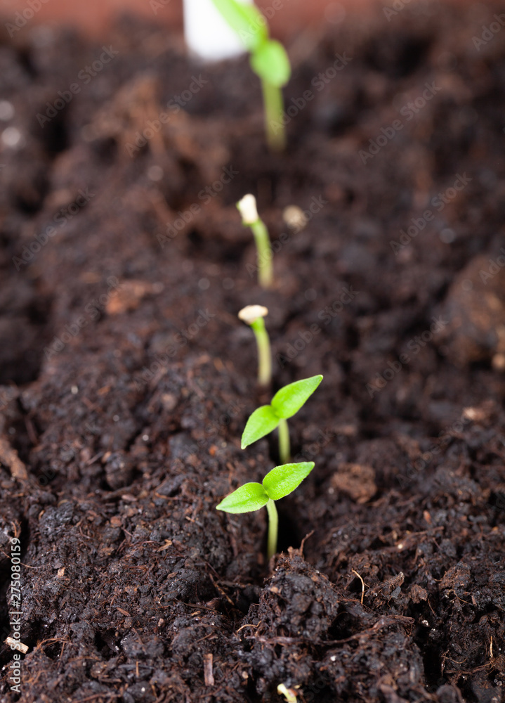 The seedling grows in the ground and prepares for transplanting to open ground. Selective focus The seedling grows in the ground and prepares for transplanting to open ground. Selective focus