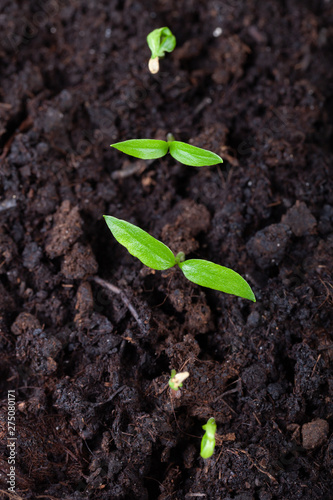 The seedling grows in the ground and prepares for transplanting to open ground. Selective focus