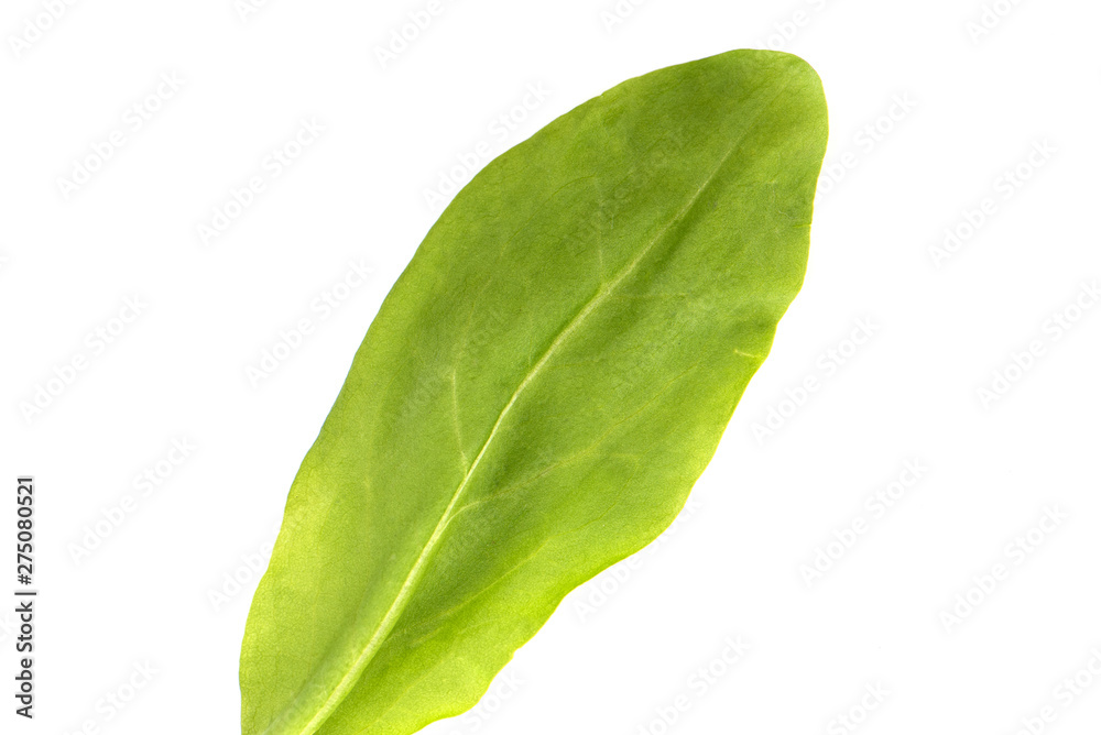 Obraz premium Sorrel leaf over white background. View from above.