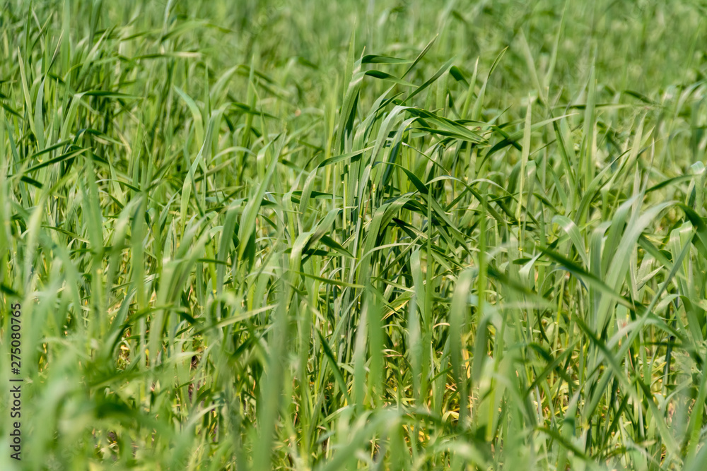 Young green spikelets of wheat on the field on a farm. Young green spikelets of wheat on the field on a farm.
