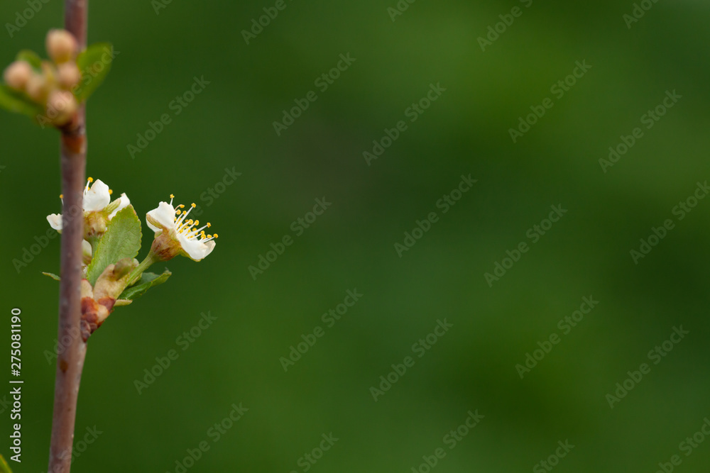 Small new leaves on an cherry tree branch. Spring in the garden. Selection focus. Shallow depth of field