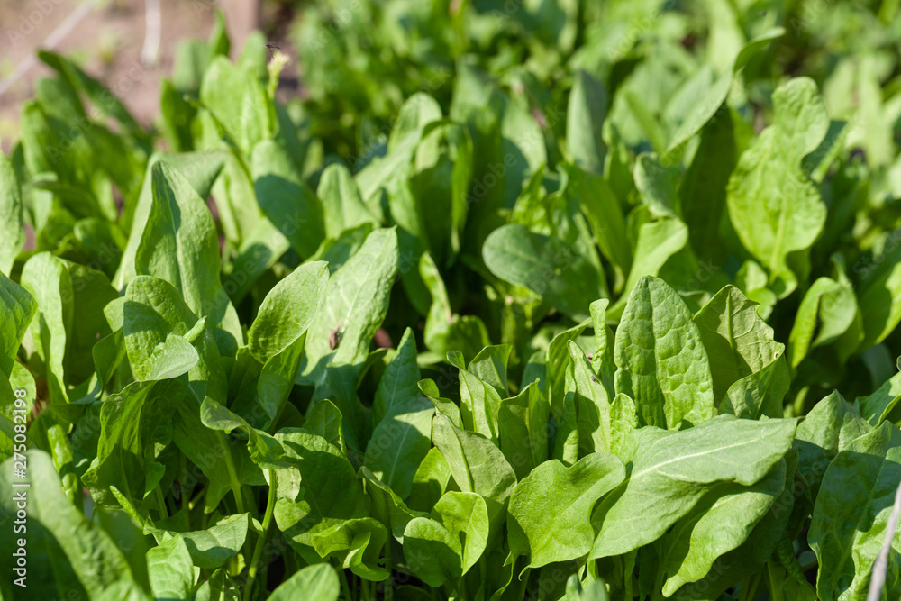 Sorrel grows in the garden in the garden. First spring harvest. Selection focus. Shallow depth of field Sorrel grows in the garden in the garden. First spring harvest. Selection focus. Shallow depth of field