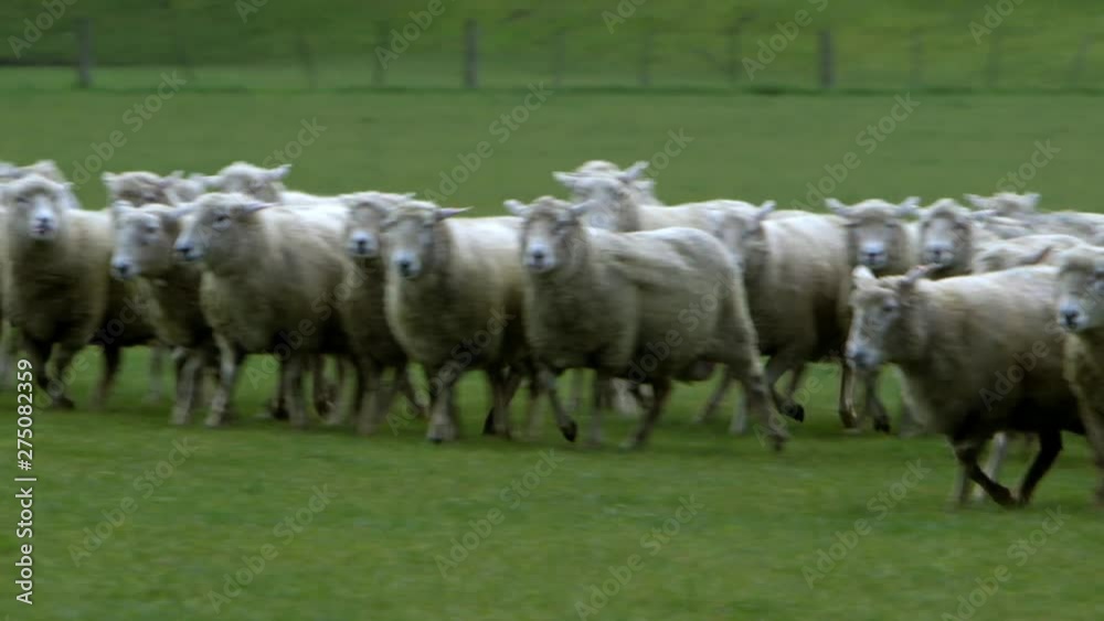 Follow shot of fast paced Kelpie dog mustering flock of sheep. Follow shot of fast paced Kelpie dog mustering flock of sheep.