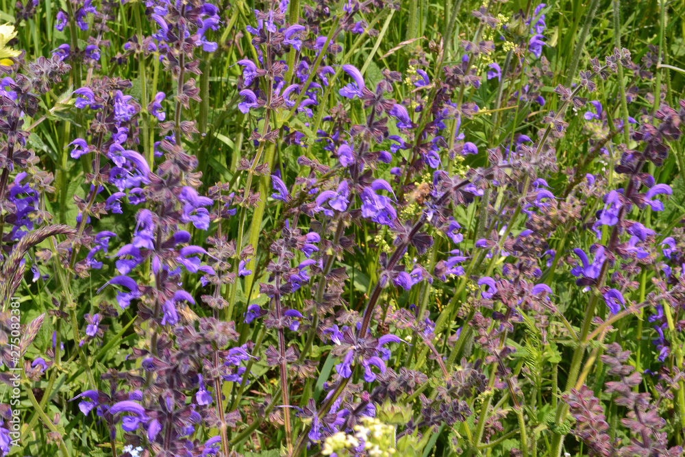 Fleurs des champs, fleurs mauve, œillet bleu, fleurs sauvages Stock Photo |  Adobe Stock