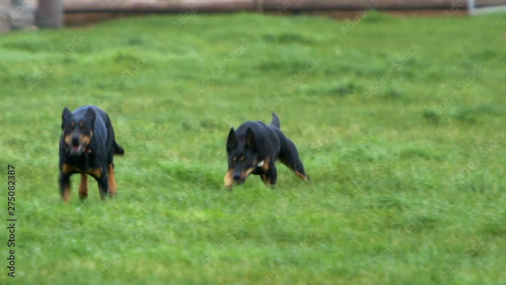 Two beautiful Black Kelpie dogs sniffing the grass, suddenly accelerating into full speed running. Two beautiful Black Kelpie dogs sniffing the grass, suddenly accelerating into full speed running.
