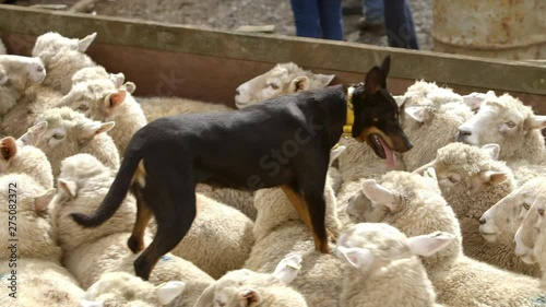 Close up view of intelligent Kelpie dog mustering sheep into tight flock, zoom in.