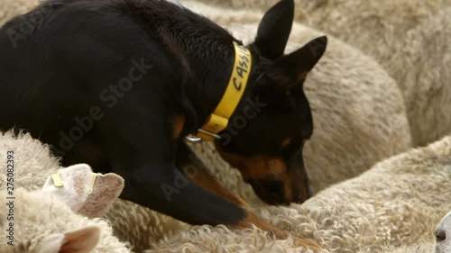 Close up portrait shot of beautiful black Kelpie dog staring directly towards viewer.