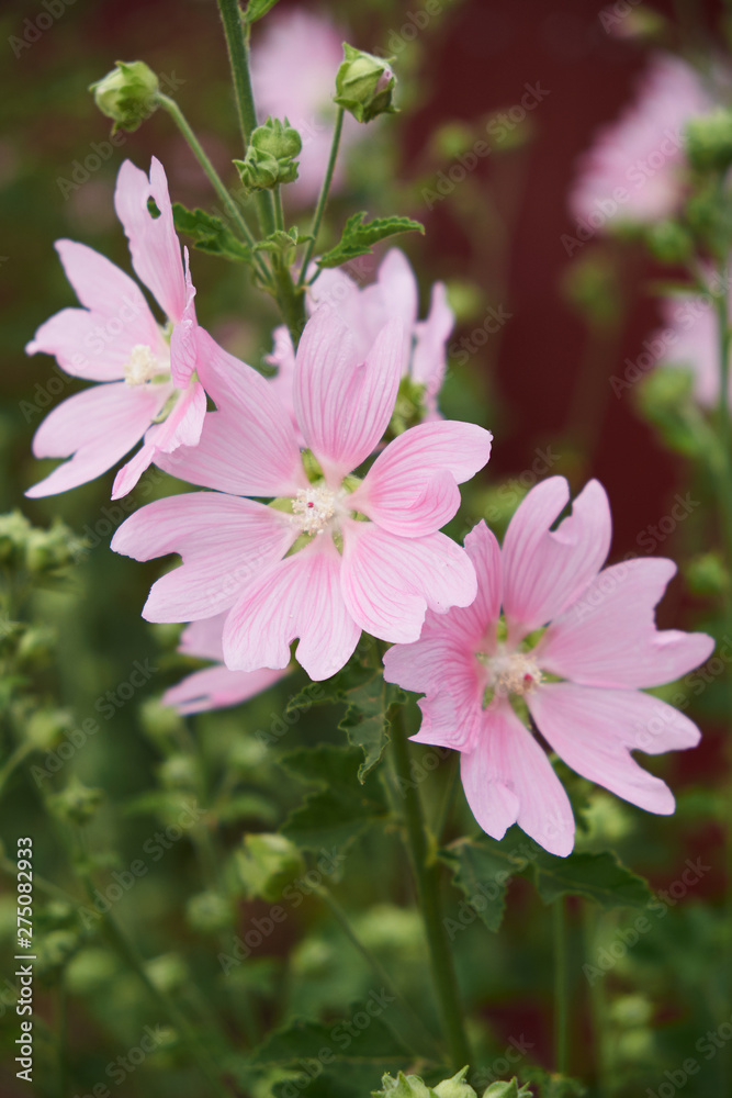 nature Park wildflowers daisies pink with insects