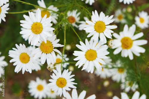 nature Park wildflowers daisies pink with insects