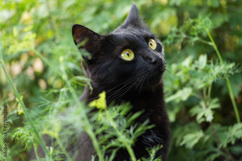 Black cute bombay cat portrait with big yellow eyes and insight look close up, macro
