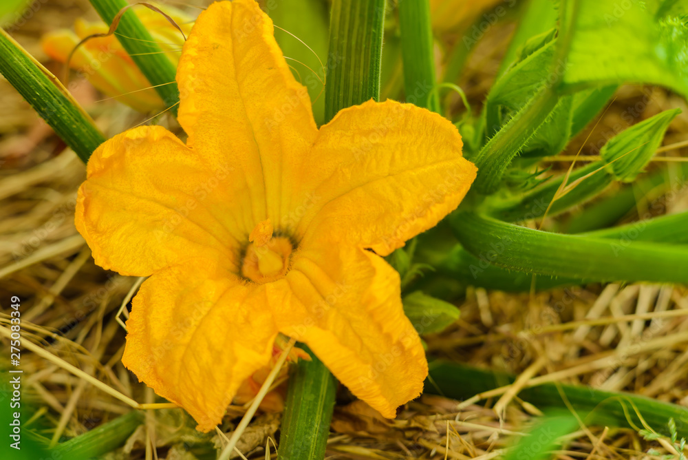 Large yellow flower of the zucchini Large yellow flower of the zucchini