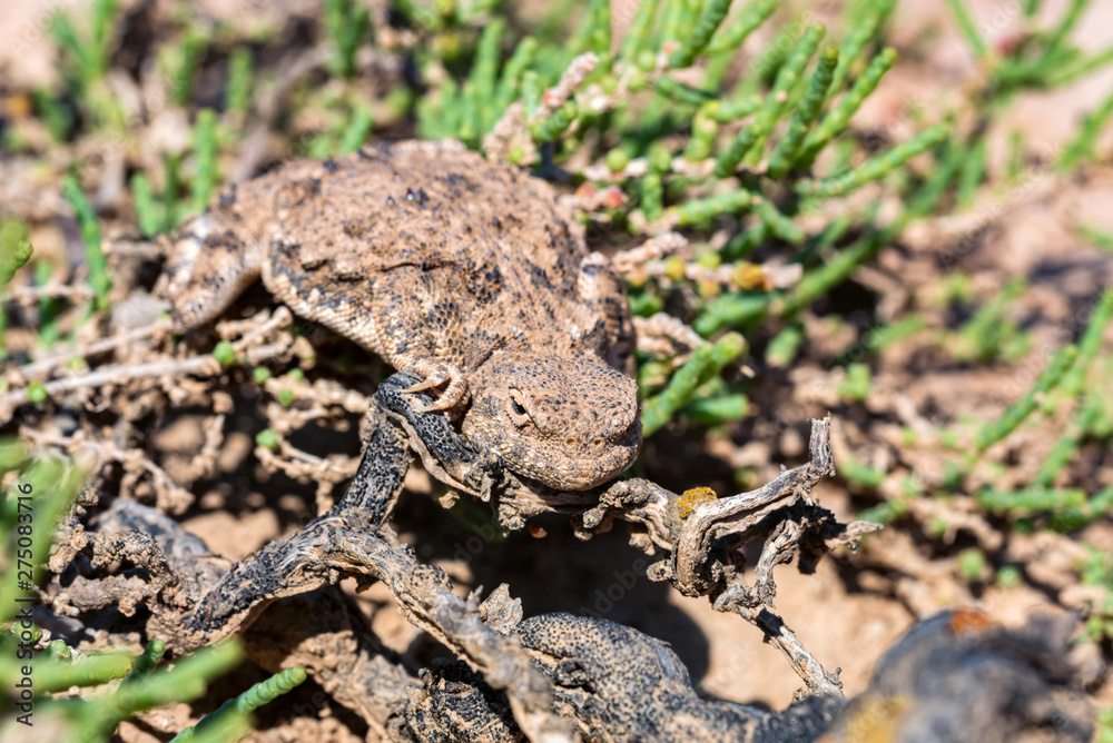 Obraz premium Close portrait of Phrynocephalus helioscopus agama in nature