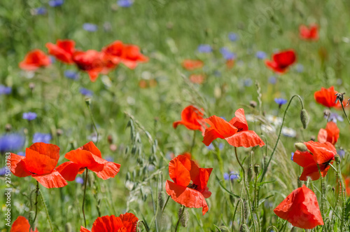 RED POPPIES - Delicate flowers dancing in the wind