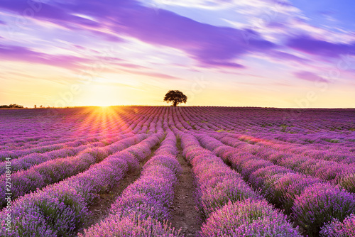 Lavender purple field with beautiful sunset and lines © Kalina Georgieva